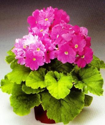 166 BİLGİ FORMU Resim No : 91 Botanik Adı : Primula obconica Türkçe Adı : Onbir ay Çiçeği Familyası : Pirmulaceae Ana Vatanı : Çin Ekolojik İstekleri Toprak Işık Sıcaklık Nisbi Nem : Hacim olarak 2