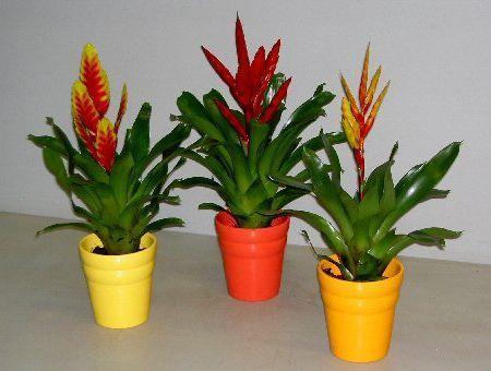 175 BİLGİ FORMU Resim No : 100 Botanik Adı : Vriesea splendens Türkçe Adı : Vrezya Familyası : Bromeliaceae Ana Vatanı : Brezilya Ekolojik İstekleri Toprak : Hacim olarak eģit miktarlarda yaprak