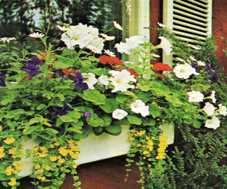 Petunias, Geraniums,