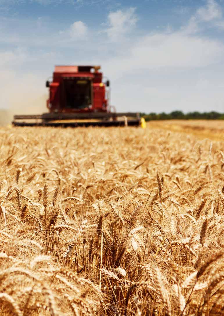 ÜLKER BİSKÜVİ 2016 FAALİYET RAPORU 33 Ana hammaddemiz olan buğdayın %80 ini yurt içinden temin ediyor ve yüz binlerce üreticinin hayatına değer katıyoruz.