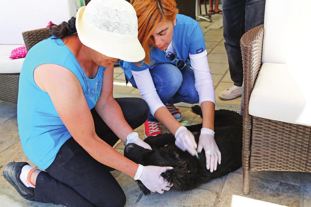 Sadece merkezde değil; Bodrum Belediyesi ekipleri her yerde Veterinerlerimiz, Bodrum Yarımadası genelindeki tüm sokak hayvanlarının ihtiyaçlarına da cevap veriyor.