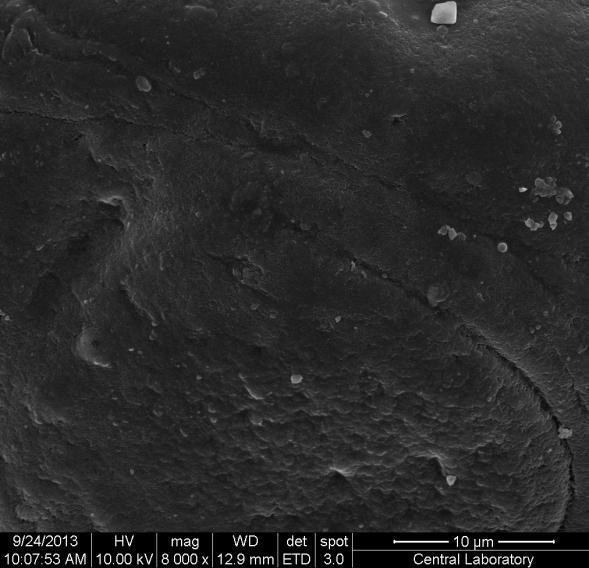 Resim 4.1 deki SEM fotoğrafından NaCMC/PVA IPN yapının küresel formda olduğu görülmüştür. Resim 4.1. A1 formülasyonlu ilaç içerikli mikrokürenin 4000 büyütmeli SEM görüntüsü Resim 4.