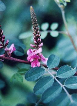 2.3. Boyama-İndigo Boyarmaddesi İndigo, orjinali indigofera tinctoria bitkisinin yapraklarından üretilen bir boyarmaddedir.