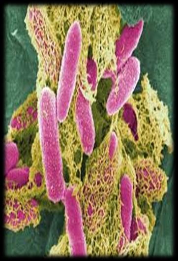 Örneğin,Escherichia coli nin enteropatojenik suşları:kolinizasyon, kolinizasyon faktörü antijeni olarak adlandırılan ve plazmit tarafından kodlanan bir hücre yüzeyi proteininin bulunmasını