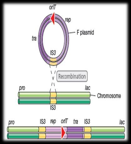 F plazmitinin konak kromozomuna entegrasyonu,is olarak adlandırılan bazı özgül bölgelerde gerçekleşir.