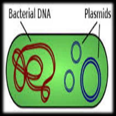 Plazmitler bazen çeşitli uygulamalar sonucunda konak hücreden elimine edilebilirler.