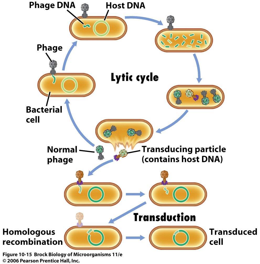 GENELLEŞMİŞ TRANSDÜKSİYON Bir bakteri hücresi bir faj ile enfekte olduğunda, fajın litik döngüsü ile ilgili olaylar başlatılabilir.