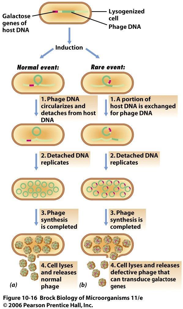 Özel transdüksiyon oluşturan fajlar konakçı DNA'sında belli genlerin yanına yerleşirler ve hücre DNA'sı ile birleşerek profaj haline dönüşürler.