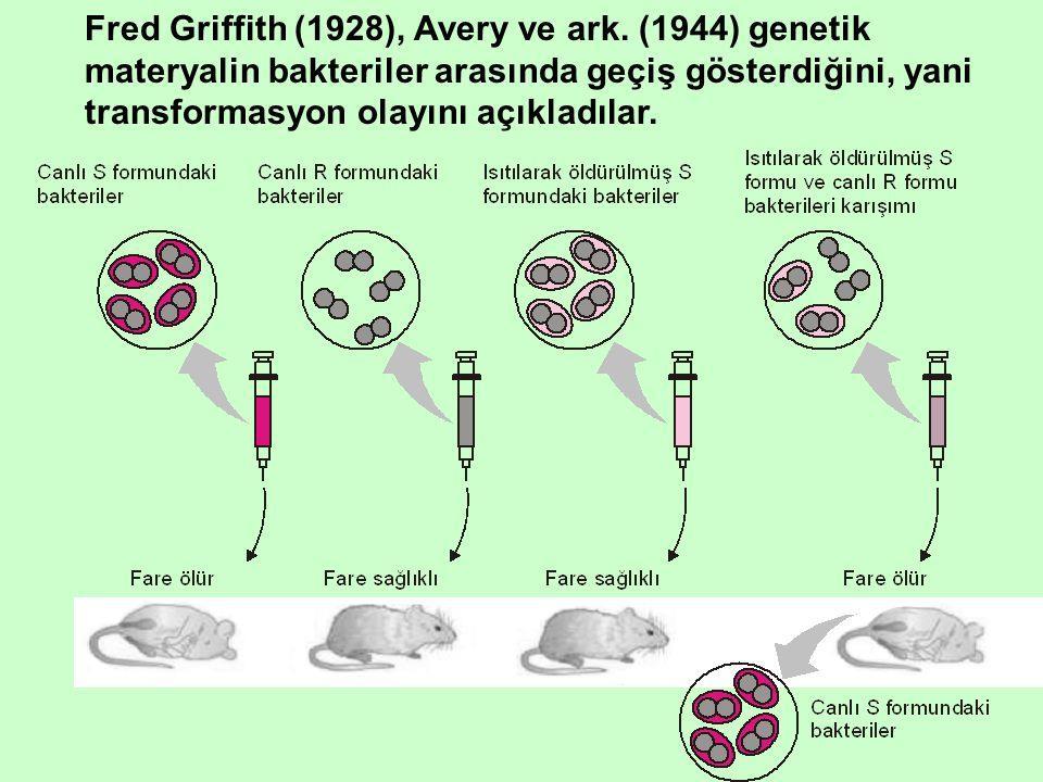 Bakterilerdeki transformasyonun ilk kanıtları İngiliz