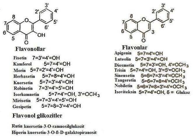 peonidin-3- glikosit ve peonidin-3-rutinositin az miktarda olduğu tespit edilmiştir (Gao and Mazza 1995). 2.2.3.2 Flavonlar ve flavonollar Flavon ve flavonolların kimyasal yapı farkları, orta halkanın 3.