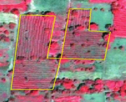 Determination of Rose Plantation Using by High Resolution Satellite Imagery, Ersan & Başayiğit renkte ve gölgeleri olan objeler sera veya hayvan barınaklarını temsil etmektedir.