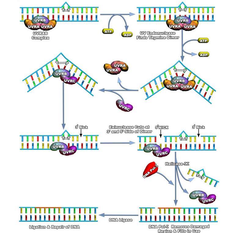 E. coli de timin dimerlerinin onarımı UvrA-B kompleksi UvrA-B kompleksi UV