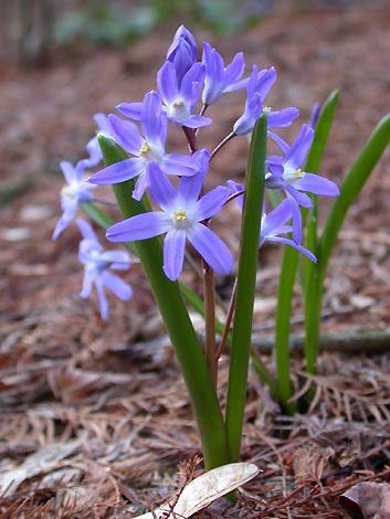 Chionodox