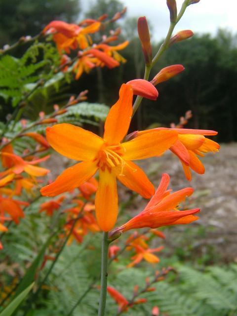 Crocosmia