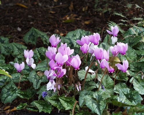 Cyclamen