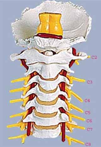 150 TOTBİD Dergisi tranvers çıkıntılarda; vertebral arter, ven ve sempatik sinir veya pleksusu kapsayan bir oluk (transvers foramen) bulunur.