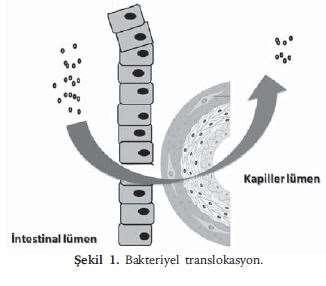 yüksek üre düzeyleri, diyetle alınan proteinler amonyak Bakteriyel DNA ve endotoksinler,