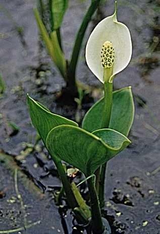 Calla