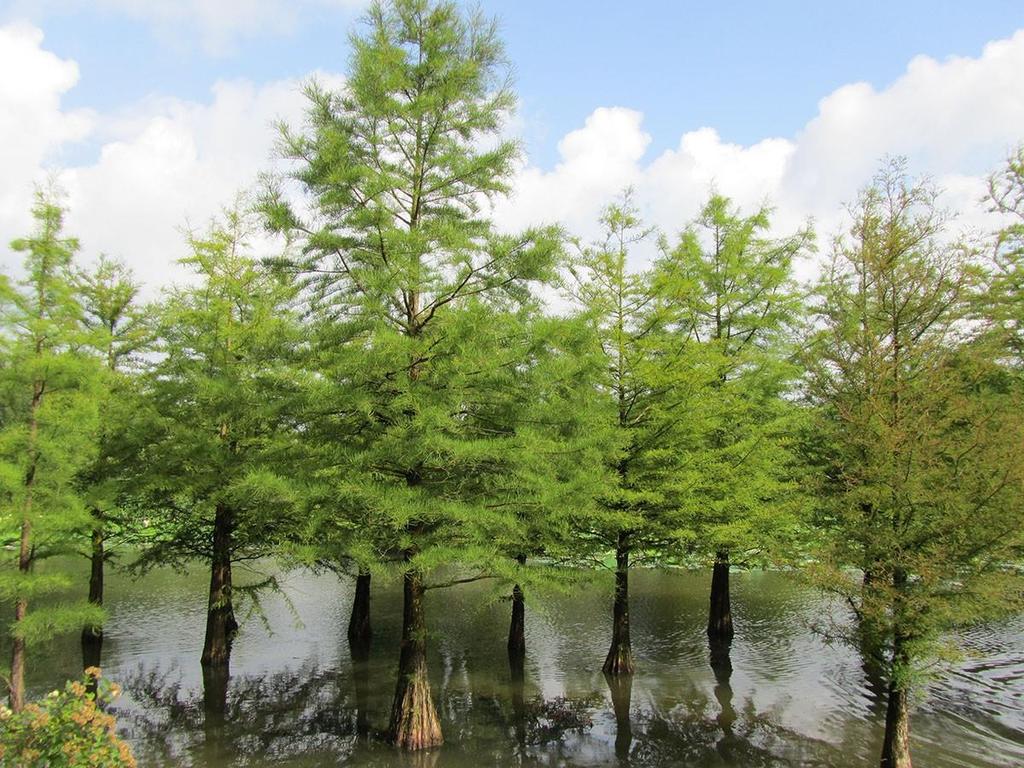 Taxodium