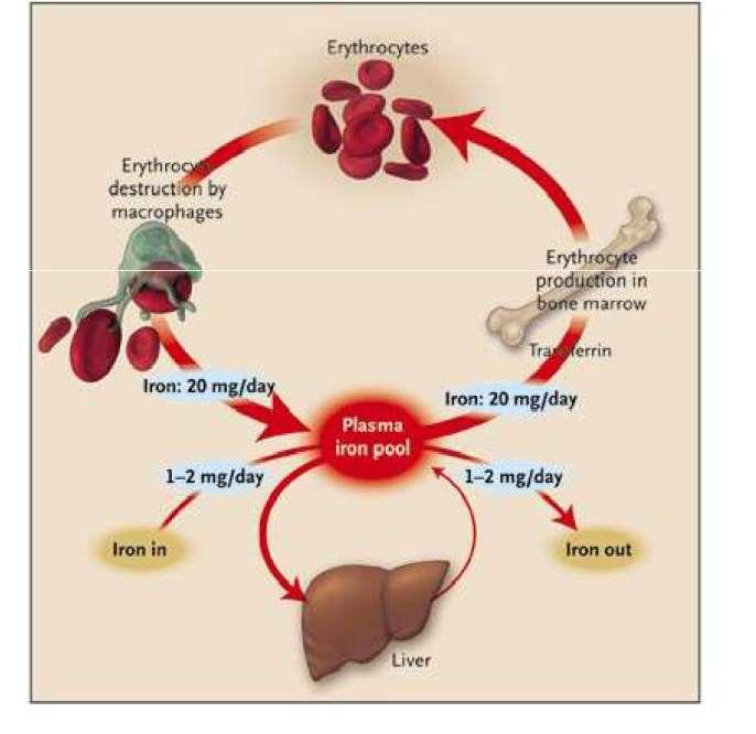 Günde GİS den emilen demir miktarı 1 mg Eritropoezde kullanılan miktar 20