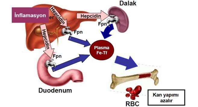 HEPSİDİN Karaciğerden sentezlendiği için Hep, antimikrobiyal aktiviteden dolayı sidin