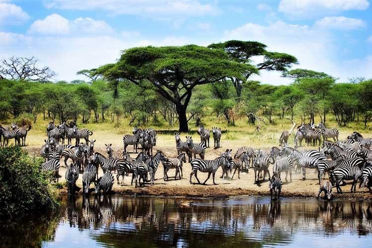 TANZANYA & ZANZİBAR 04 Kasım 12 Kasım / 8 Gece 9 Gün Doğanın bakirliği açısından Afrika nın en zengin bölgesi olan Serengeti Parkı ve Ngorongoro Kraterini barındıran Tanzanya,