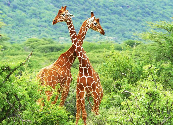 4.Gün 07 Kasım 2017 / Salı Serengeti Ulusal Parkı Serengeti Africa nın en meşhur ve Tanzania nın en büyük Ulusal Parkı dır ve Kenya nın ünlü Ulusal Parkı Masai Mara