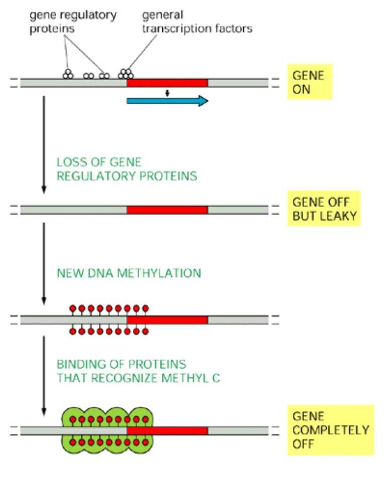 Gen anlatımının düzenlenmesinde genlerin promotör bölgelerindeki metillenme transkripsiyon faktörlerinin tanıma bölgelerinde değişiklikler meydana getirerek bu