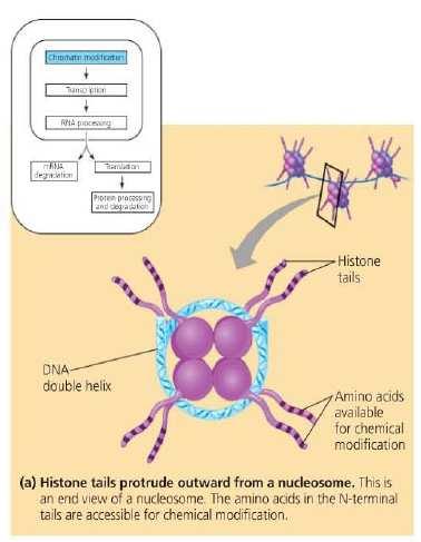 2-Histon Modifikasyonları Nükleozom yapısını oluşturan histon proteinlerinin bazik amino terminal uçları nükleozomdan çıkıntılar yapmaktadır.