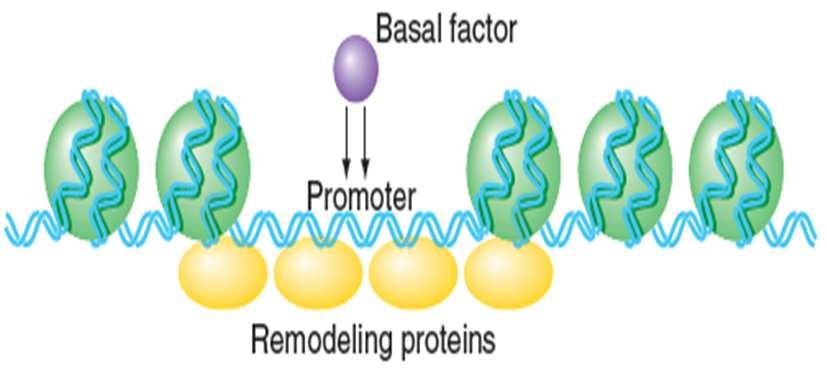 3-Kromatin Değiştirici Kompleksler (Chromatin remodeling