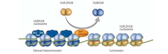 3.3. SWR1 kromatin değiştirici kompleks ailesi Histon oktomerde bir histon türeviyle yer değiştirir. SWR1 kompleksi H2A.Z-H2B dimerlerini H2A-H2B dimerleriyle değiştirebilir.