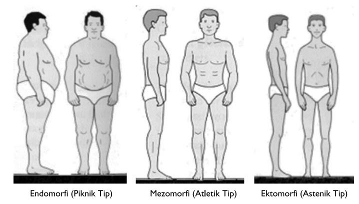 Şekil 51: İnsan vücut tipleri Kaynak: http://www.sportmeniz.biz/archive.php?kid=42, Erişim Tarihi: 25.08.2013 Endomorfi (Piknik Tip): Endomorf tiplerin beden yapısı yuvarlak ve yumuşaktır.