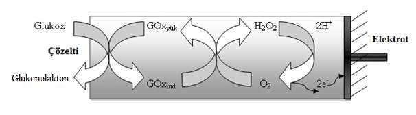 Glukoz + O Glukonolakton + H O GOx 2 2 2 Bu reaksiyonda harcanan O 2 ve oluşan H 2 O 2 derişimi glukoz derişimi ile orantılıdır.