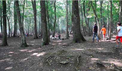 LANDSCALE landscape sequences Video 2 Ormandaki ağaçlar arasında ışığa erişmek için karşı konulamaz bir rekabet