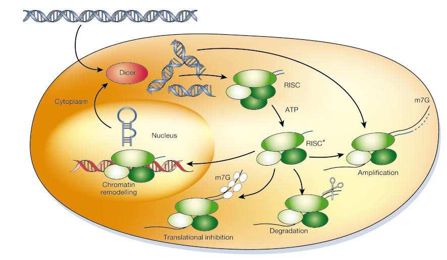 Genomda transpozonlar gibi tekrarlı DNA elementlerinin, heterokromatin oluşumunda sinyal görevi gördükleri düşünülmektedir (sağdaki resim).