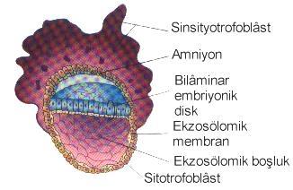 Ġç hücre kütlesi (Embriyoblast) iki tabakaya ayrılır Ġçte hipoblast (endoderm) DıĢta epiblast (ektoderm) Bu sırada epiblast ile sitotrofoblast arasında bir boģluk