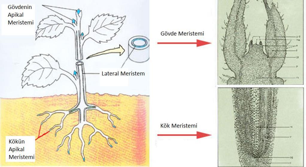 A) Meristemlerin bitkideki yerine göre sınıflandırılması: Apikal meristem: Kök, gövde veya bunların yan