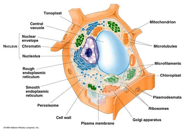 Hatırlayalım Hücre Bilimi: Sitoloji 1665 ROBERT HOOKE - şişe mantarı - CELULA hücrenin ilk tanımı 1846 HUGO VON MOHL protoplazma - Biyolojide ilk uygulama 1831 ROBERT