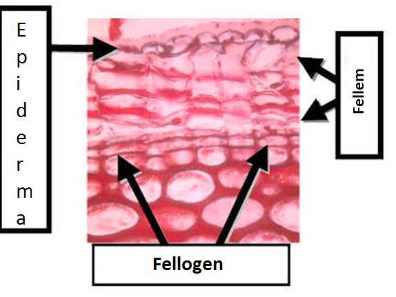 Periderma: Periderma, epiderma ve epiderma altındaki dokuların sekonder olarak meydana getirdiği mantarlaşmış bir dokudur.