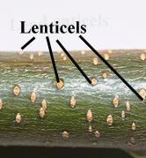 Lentisel (Kovucuk): Çok yıllık bitkilerin gövdelerinde, sekonder yapı meydana gelirken; Epiderma Stoma Gövde üzerinde ince yarıklar veya yuvarlak kabartılar şeklindedirler.