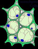 Parenkima dokusu (Temel Doku) Parenkima dokusu, düzenli yapılı, izodiyametrik ve canlı