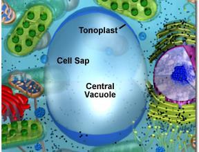 Plastidler yapı ve fonksiyonlarına göre üçe ayrılırlar: 1- Fotosentez bakımından aktif koromotoforlar: Kloroplast, feoplast ve rodoplastlar.
