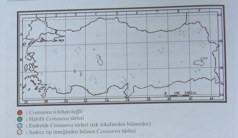 C. tchihatcheffii ile birlikte halofit, endemik ve sadece tip örneğinden bilinen diğer Centaurea türlerinin yayılışını inceleyen Erik vd.