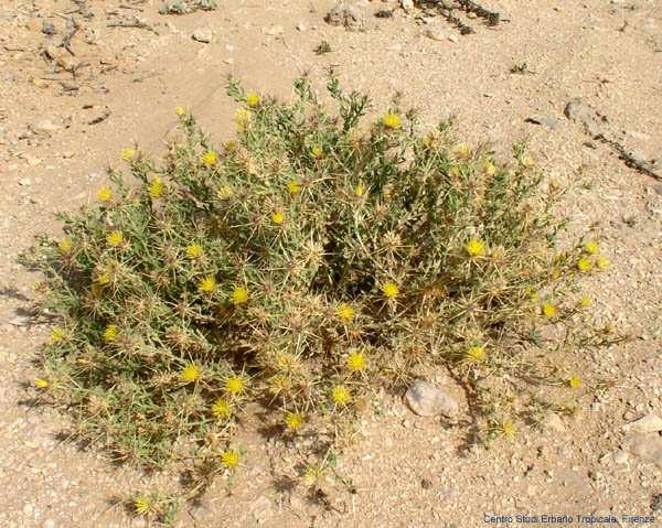 urvillei (Anonim 2008c) Sevgi Çiçeği (Centaurea tchihatcheffii), Asteraceae (papatyagiller)