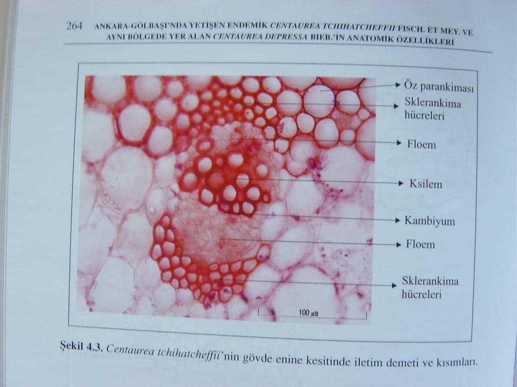 Şekil 2.49 Centaurea tchihatcheffii nin gövde enine kesiti. (Çakırlar vd. 2005a).