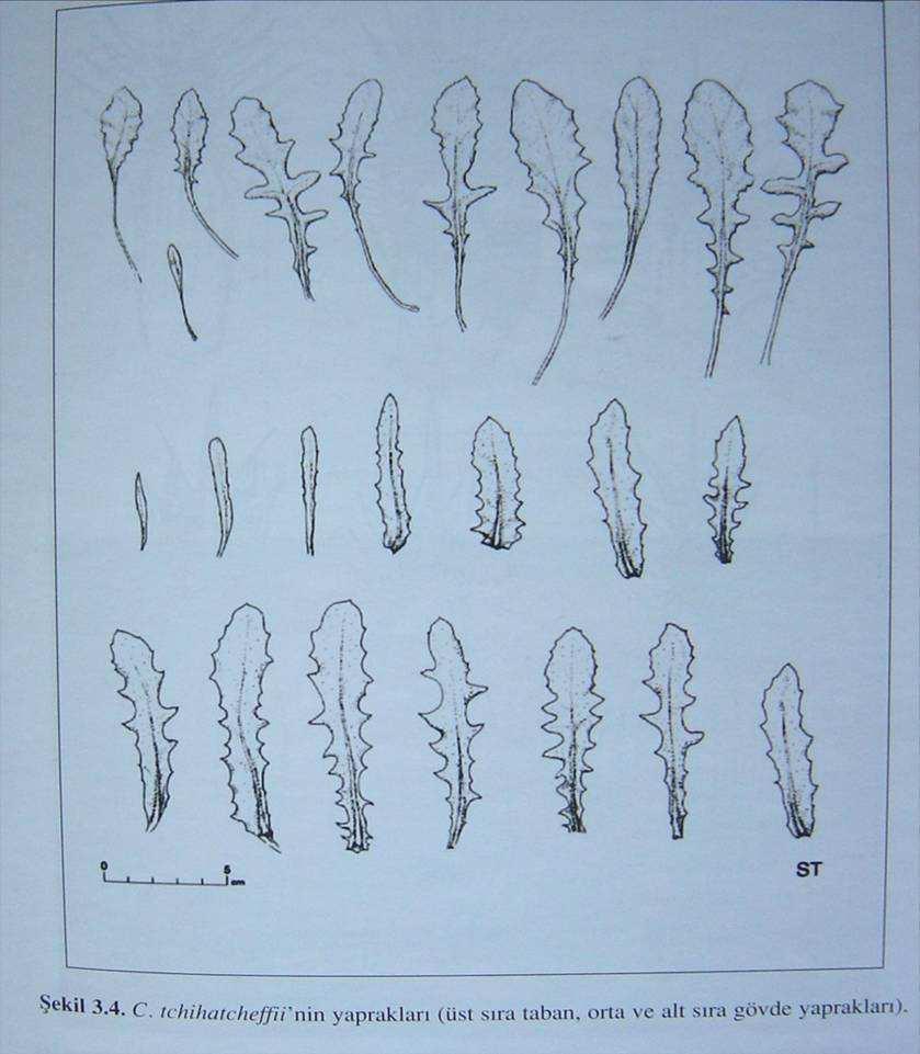 Şekil 2.52 Centaurea tchihatcheffii nin yaprakları (üst sıra taban, orta ve alt sıra gövde yaprakları) (Erik vd. 2005) Yaprak amfistomatik tiptedir.
