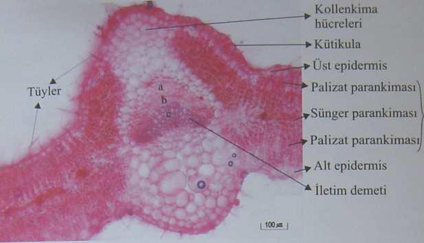 Pembe, mor, kırmızı olan parlak renkli çiçekleri taşır. Involukrum, 10-15x11-15 mm.