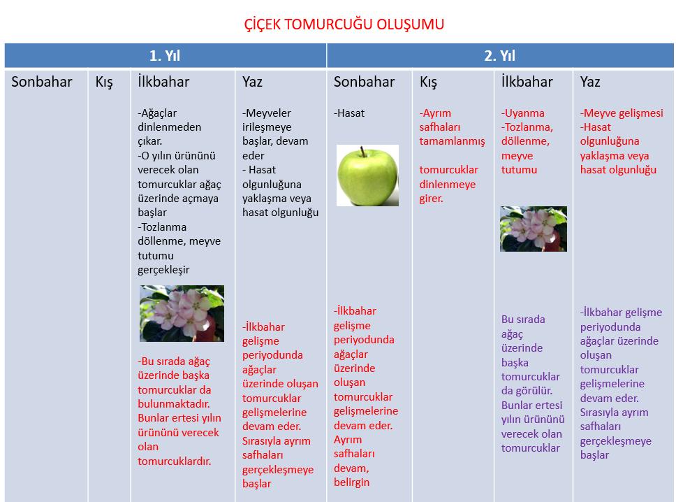 Meyve ağaçlarında çiçek tomurcuklarının ne zaman meydana geldiklerinin ve ne şekilde etki edilebileceğinin bilinmesine bağlıdır.