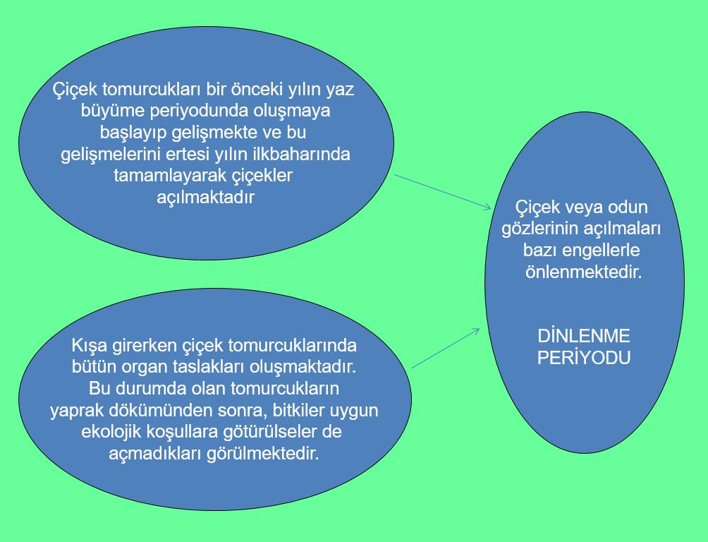 MEYVE AĞAÇLARINDA DİNLENME VE ÇİÇEKLERİN AÇILMASI Bu dinlenme periyodu aşıldıktan, yani gelişmeyi engelleyen faktörler ortadan kalktıktan sonra sürgün ve yaprak tomurcukları açılabilir.