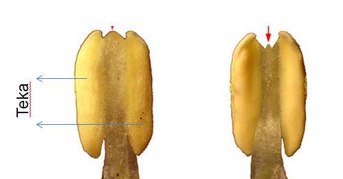 Başçıklar ikişer adet çiçek tozu kesesi (loculus) içeren iki teka dan oluşmuştur Dişi Organ (Pistil)